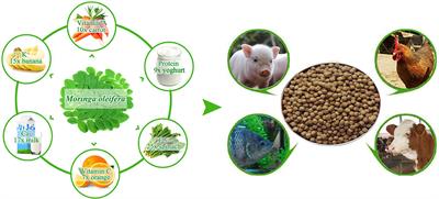 Current Status and Potential of Moringa oleifera Leaf as an Alternative Protein Source for Animal Feeds